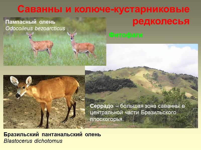 Саванны и колюче-кустарниковые редколесья Бразильский пантанальский олень Blastocerus dichotomus  Пампасный олень Odocoileus bezoarcticus